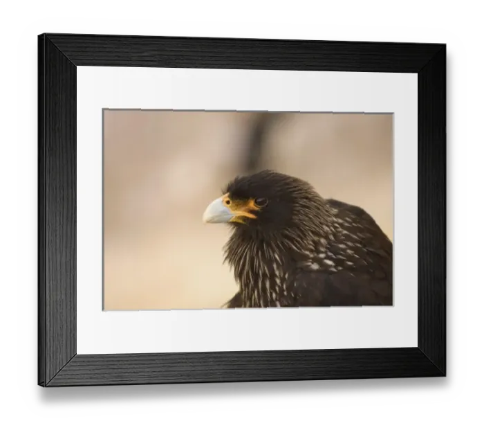 Framed Print : South America, Falkland Islands Framed Print : South America, Falkland Islands