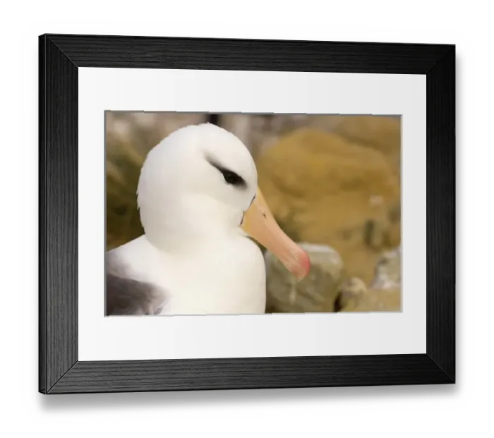 Framed Print : South America, Falkland Islands Framed Print : South America, Falkland Islands