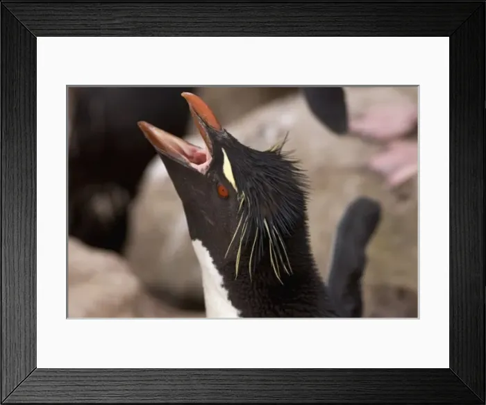 Framed Print : macaroni penguin, Eudyptes chrysolophus, on New Island, Falkland Islands, South Atlantic