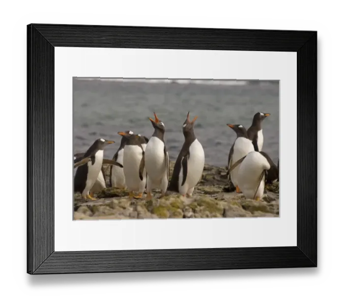 Framed Print : gentoo penguins, Pygoscelis papua, on Beaver Island, Falkland Islands, South Atlantic Framed Print : gentoo penguins, Pygoscelis papua, on Beaver Island, Falkland Islands, South Atlantic
