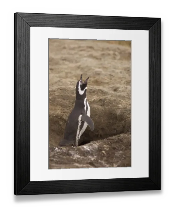 Framed Print : South America, Falkland Islands