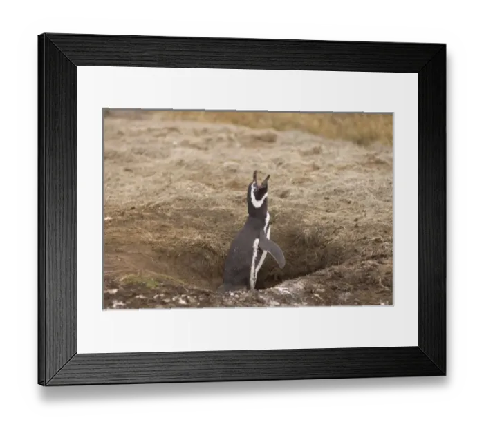 Framed Print : South America, Falkland Islands Framed Print : South America, Falkland Islands