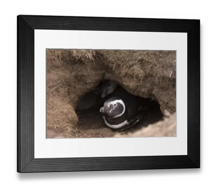 Framed Print : magellanic penguin, Spheniscus magellanicus, with chicks, Falkland Islands, South