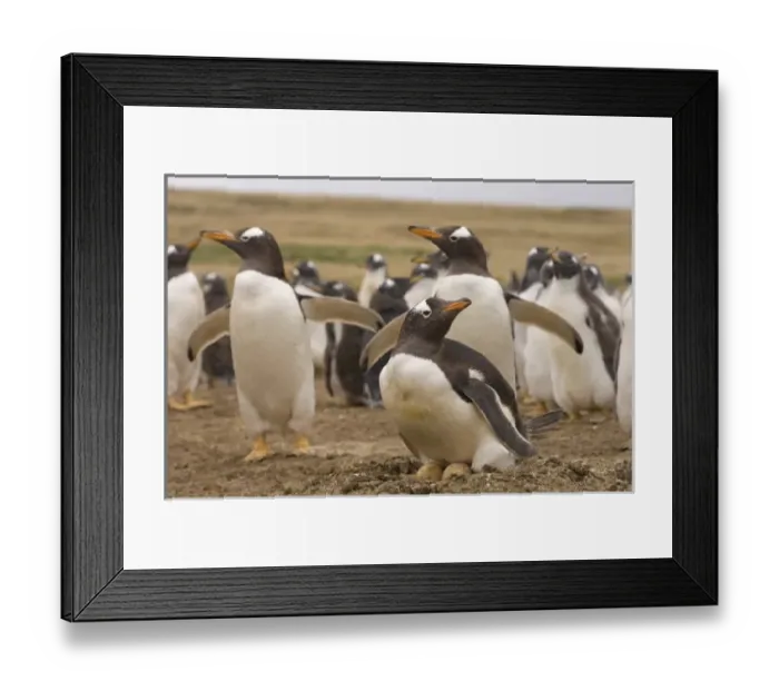 Framed Print : South America, Falkland Islands