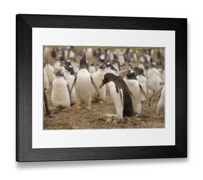 Framed Print : gentoo penguin, Pygoscelis papua, sitting on eggs, Beaver Island, Falkland Islands