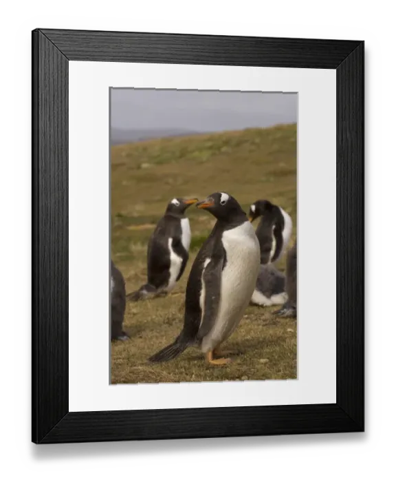 Framed Print : gentoo penguins, Pygoscelis papua, on Beaver Island, Falkland Islands, South Atlantic Framed Print : gentoo penguins, Pygoscelis papua, on Beaver Island, Falkland Islands, South Atlantic