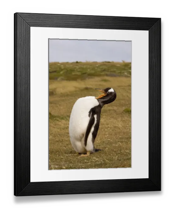 Framed Print : gentoo penguin, Pygoscelis papua, grooming itself, Beaver Island, Falkland Islands Framed Print : gentoo penguin, Pygoscelis papua, grooming itself, Beaver Island, Falkland Islands