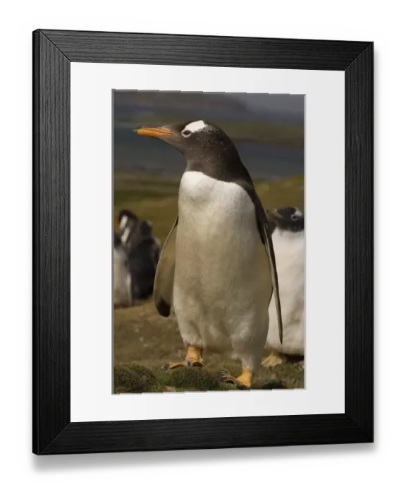 Framed Print : South America, Falkland Islands