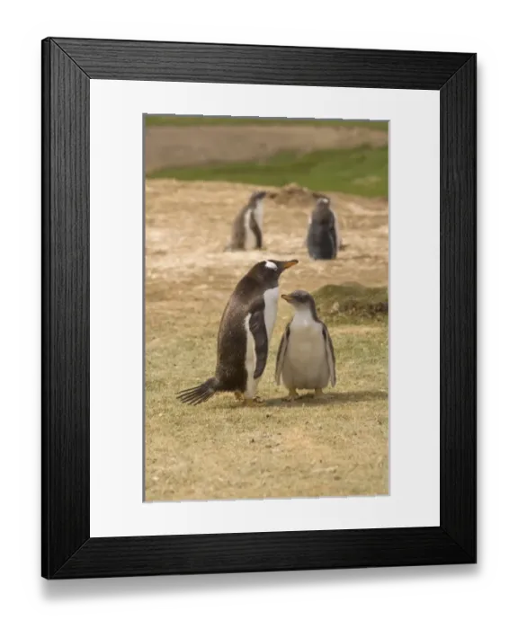 Framed Print : South America, Falkland Islands Framed Print : South America, Falkland Islands