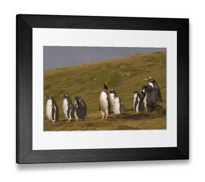 Framed Print : gentoo penguins, Pygoscelis papua, with chicks on Beaver Island, Falkland Islands Framed Print : gentoo penguins, Pygoscelis papua, with chicks on Beaver Island, Falkland Islands