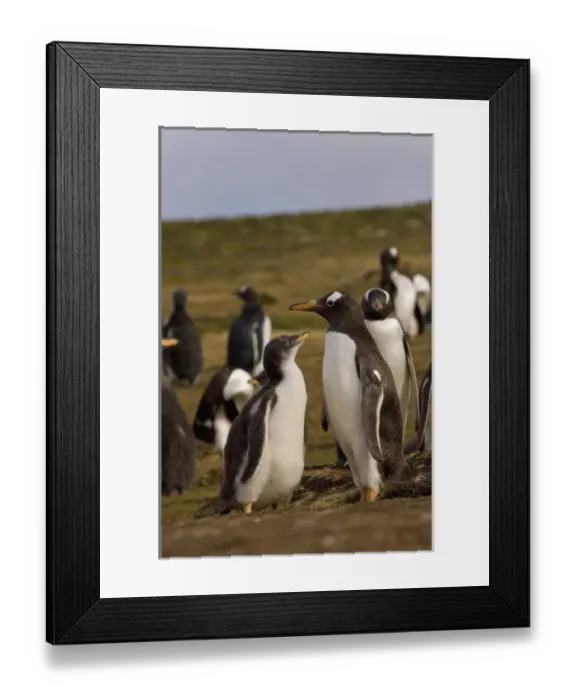 Framed Print : gentoo penguin, Pygoscelis papua, parent with chick, Beaver Island, Falkland Islands Framed Print : gentoo penguin, Pygoscelis papua, parent with chick, Beaver Island, Falkland Islands