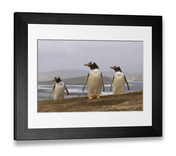 Framed Print : gentoo penguins, Pygoscelis papua, on Beaver Island, Falkland Islands, South Atlantic Framed Print : gentoo penguins, Pygoscelis papua, on Beaver Island, Falkland Islands, South Atlantic