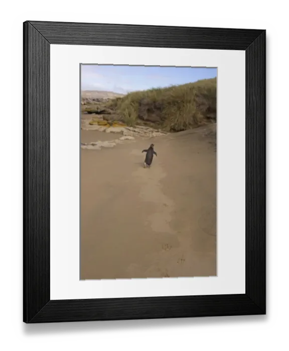 Framed Print : gentoo penguin, Pygoscelis papua, walking down a beach on Beaver Island, Falkland Islands
