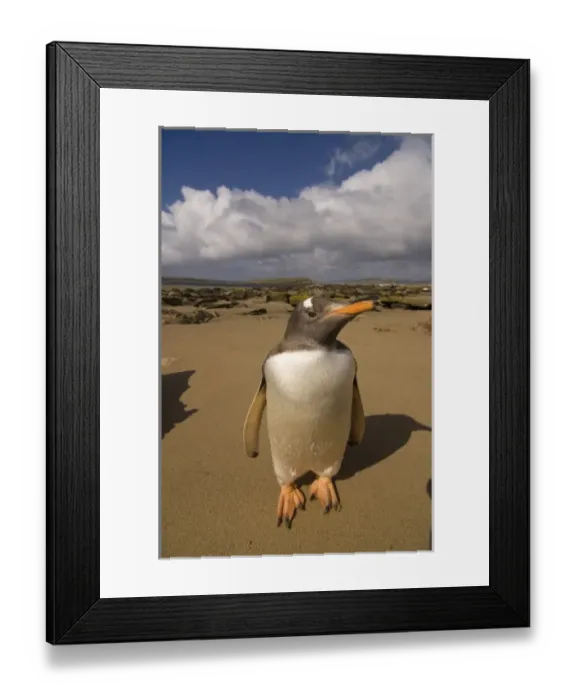Framed Print : gentoo penguin, Pygoscelis papua, on Beaver Island, Falkland Islands, South Atlantic Framed Print : gentoo penguin, Pygoscelis papua, on Beaver Island, Falkland Islands, South Atlantic