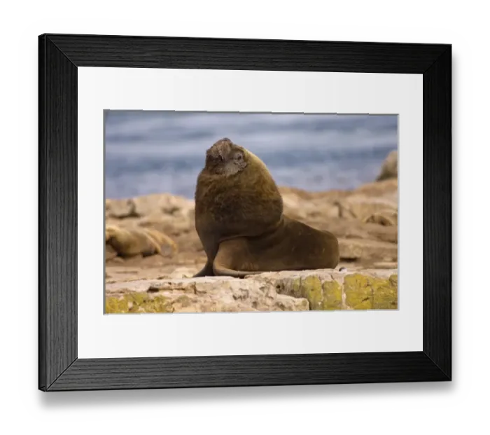 Framed Print : South America, Falkland Islands Framed Print : South America, Falkland Islands