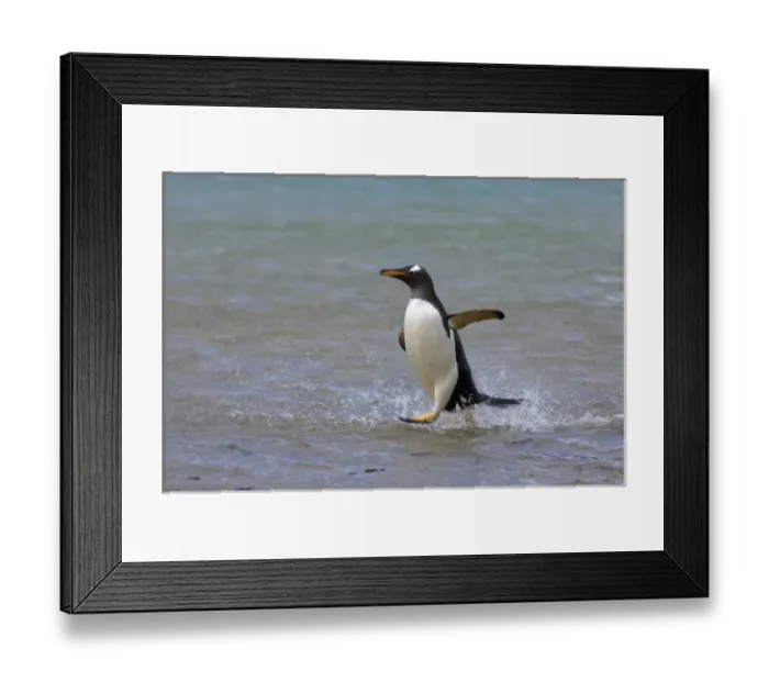 Framed Print : gentoo penguin, Pygoscelis papua, jumping out of the water, Beaver Island, Falkland Islands