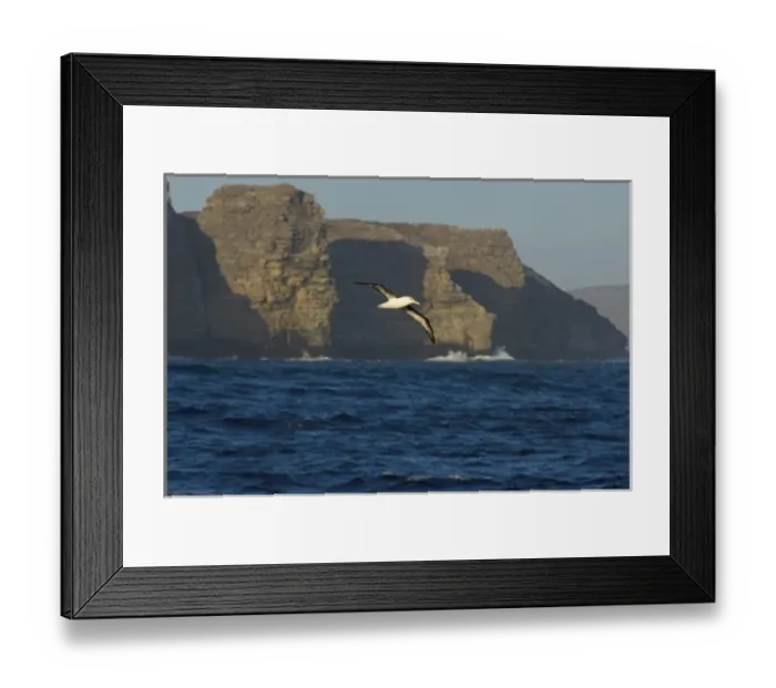 Framed Print : black-browed albatross, Diomedea melanophris, in flight off the Falkland Islands