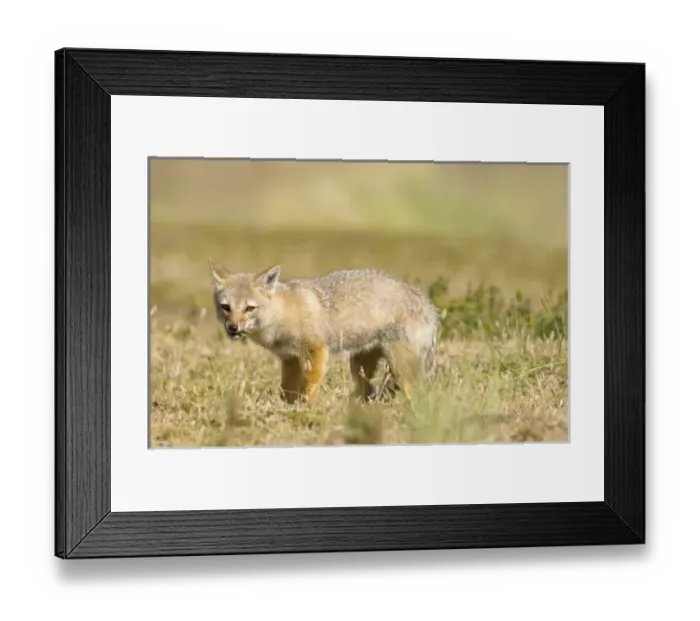 Framed Print : South America, Falkland Islands