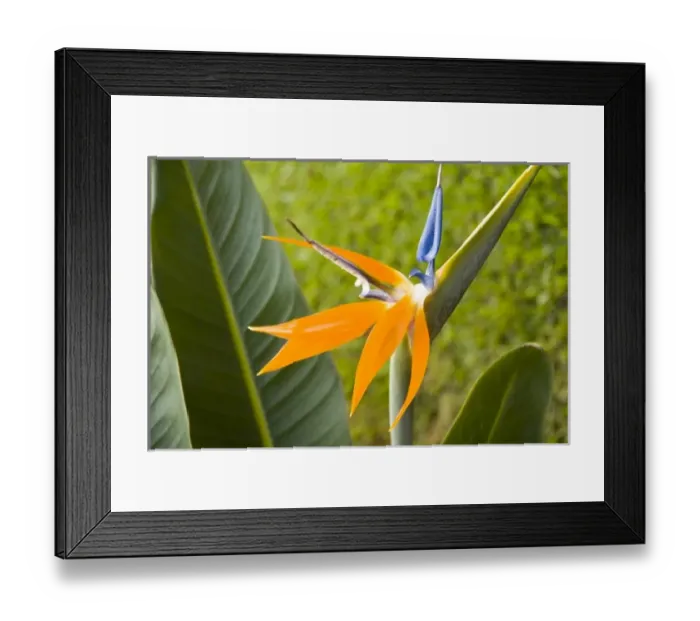 Framed Print : Central America, Guatemala Framed Print : Central America, Guatemala