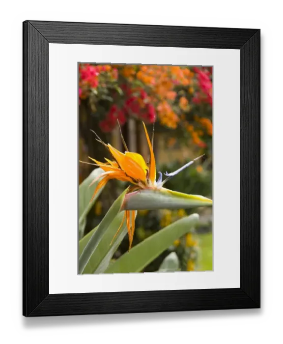 Framed Print : Central America, Guatemala Framed Print : Central America, Guatemala