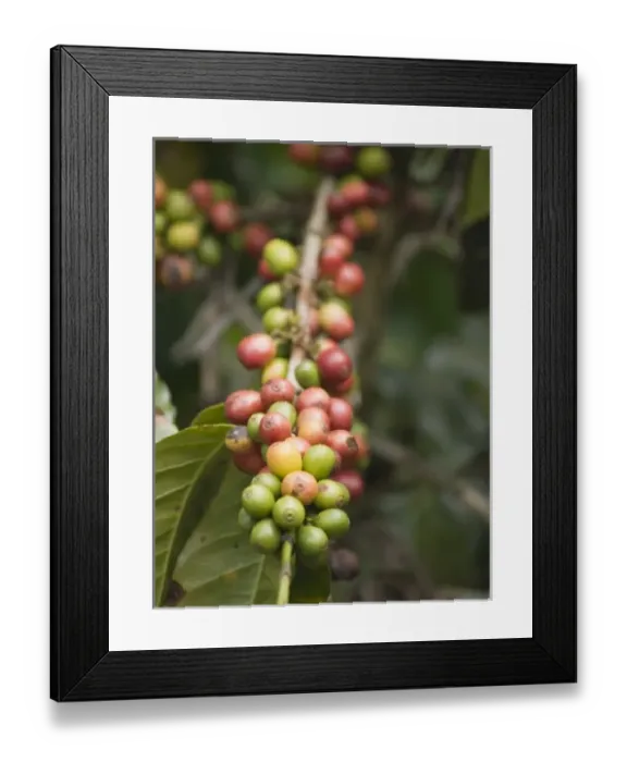 Framed Print : Central America, Guatemala Framed Print : Central America, Guatemala