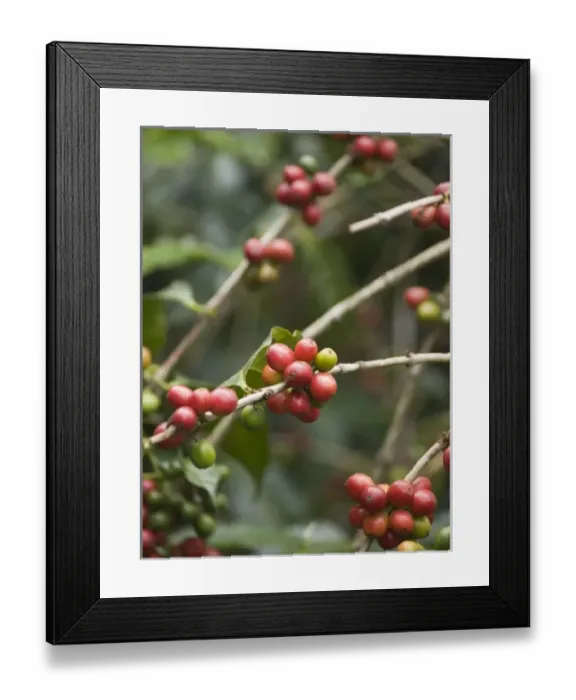 Framed Print : Central America, Guatemala
