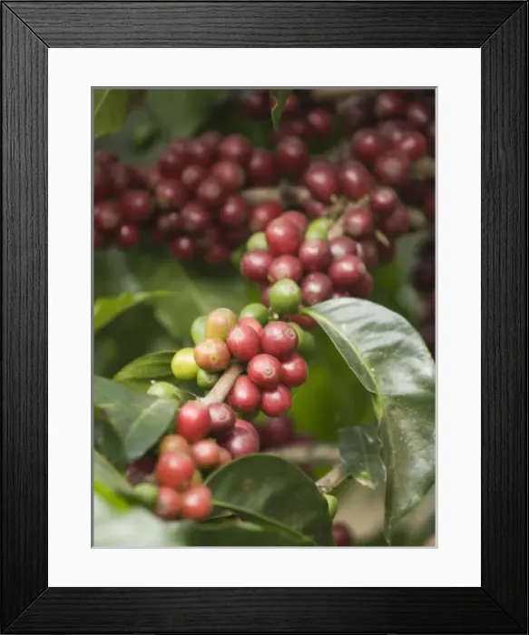 Framed Print : Antigua, Guatemala: Coffee on the bush