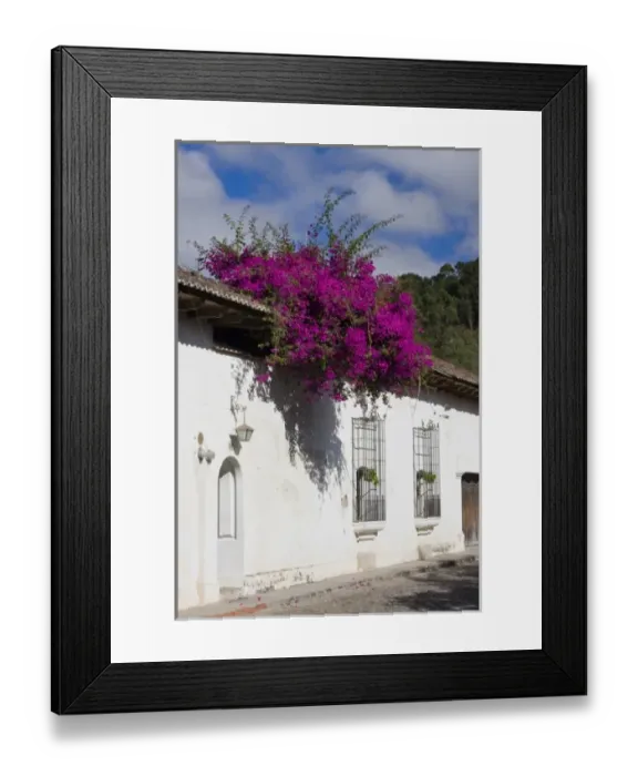 Framed Print : Guatemala, Antigua. Bouganvilla bush in bloom over roof top of home in Antigua Framed Print : Guatemala, Antigua. Bouganvilla bush in bloom over roof top of home in Antigua