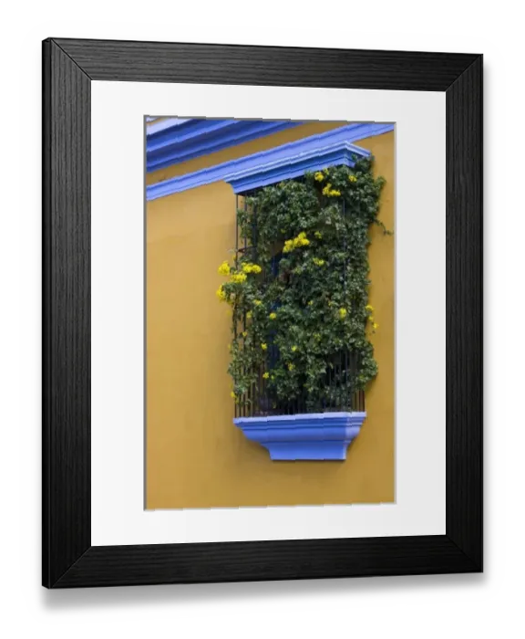 Framed Print : Guatemala, Antigua. Window with flowering plant on outside wall of hotel in Antigua Framed Print : Guatemala, Antigua. Window with flowering plant on outside wall of hotel in Antigua
