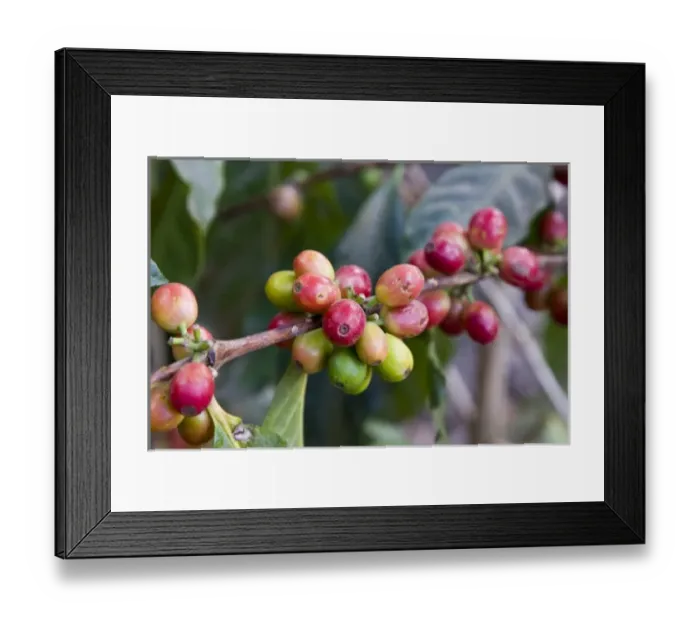 Framed Print : Guatemala, Antigua. Local Coffee Plantation and museum aka Museo del Cafe. Red coffee Framed Print : Guatemala, Antigua. Local Coffee Plantation and museum aka Museo del Cafe. Red coffee