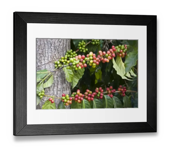 Framed Print : Central America, Guatemala Framed Print : Central America, Guatemala