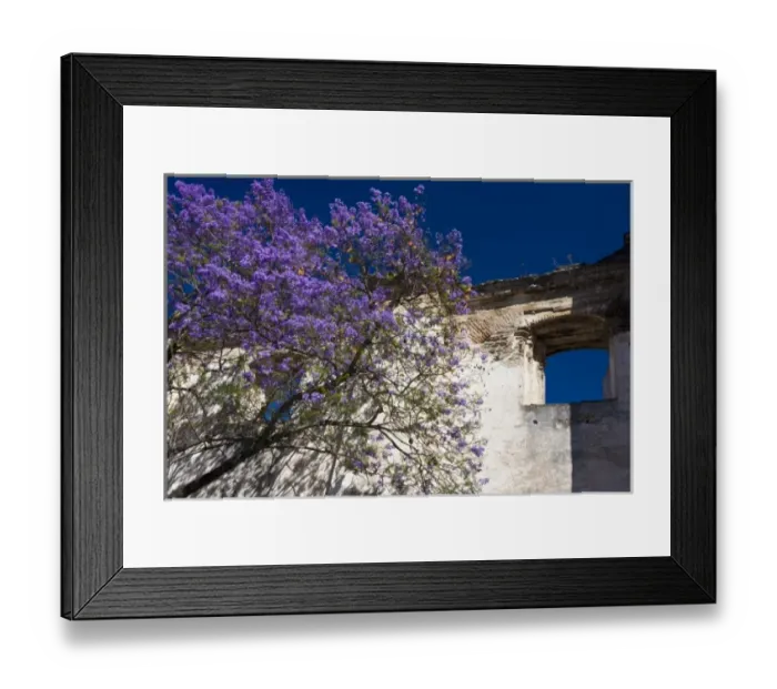 Framed Print : Guatemala, Antigua. The facade of an old church in Antigua with a Jacaranda tree in bloom