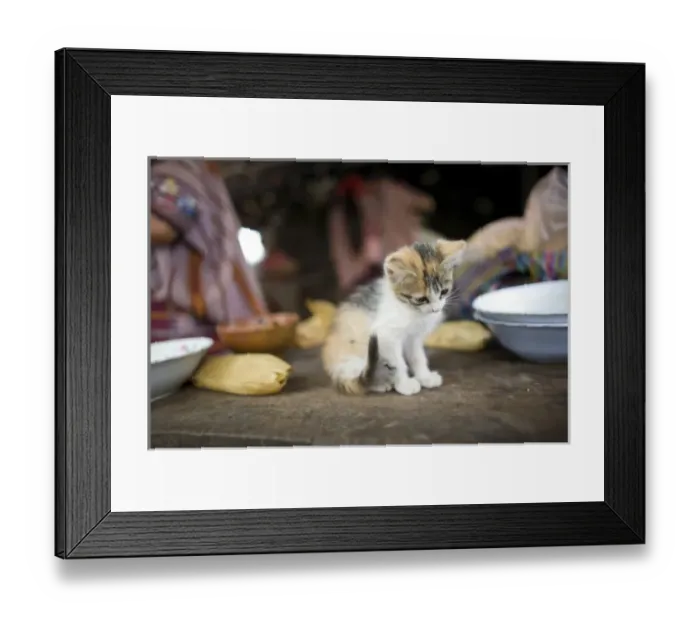 Framed Print : Kitten on dining table, village of La Cumbre, Ixtahuacan, Guatemala. (NGO Restrictions Framed Print : Kitten on dining table, village of La Cumbre, Ixtahuacan, Guatemala. (NGO Restrictions