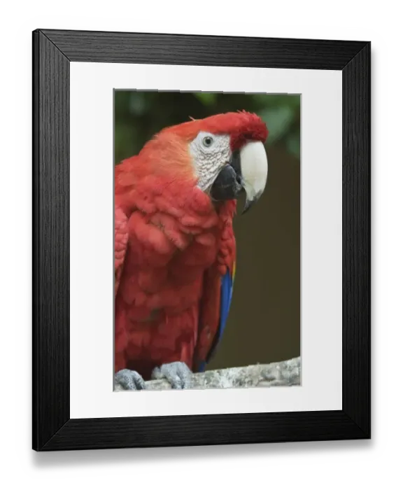 Framed Print : Guatemala, Western Highlands, Chichicastenango, Scarlet Macaw (Ara macao) Framed Print : Guatemala, Western Highlands, Chichicastenango, Scarlet Macaw (Ara macao)
