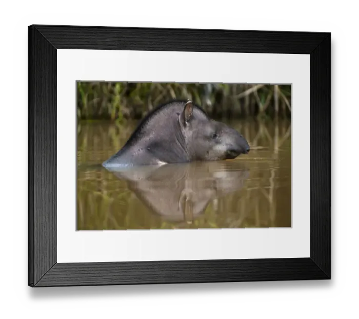 Framed Print : Brazilian Tapir (Tapirus terrestris) Iwokrama Forest Reserve, Guyana Framed Print : Brazilian Tapir (Tapirus terrestris) Iwokrama Forest Reserve, Guyana