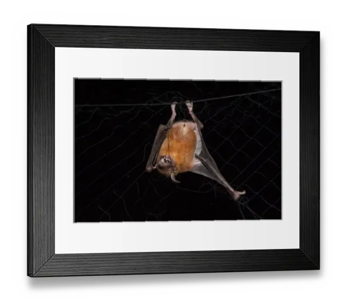 Framed Print : Captive Lesser Bulldog or Fishing Bat (Noctilio albiventris). Iwokrama Forest Reserve, Guyana Framed Print : Captive Lesser Bulldog or Fishing Bat (Noctilio albiventris). Iwokrama Forest Reserve, Guyana