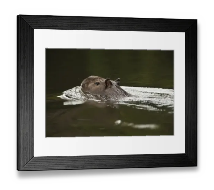 Framed Print : Capybara (Hydrochoerus hydrochaeris). Rainforest, Rewa River, Iwokrama Reserve, Guyana