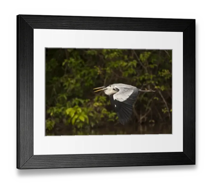 Framed Print : Cocoi Heron (Ardea cocoi) Savannah Rupununi, Guyana Framed Print : Cocoi Heron (Ardea cocoi) Savannah Rupununi, Guyana