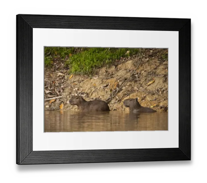 Framed Print : South America, Guyana Framed Print : South America, Guyana