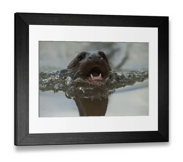 Framed Print : Giant Otter (Pteronura brasiliensis) Habituated by Karanambu Otter Trust. Savannah Rupununi Framed Print : Giant Otter (Pteronura brasiliensis) Habituated by Karanambu Otter Trust. Savannah Rupununi