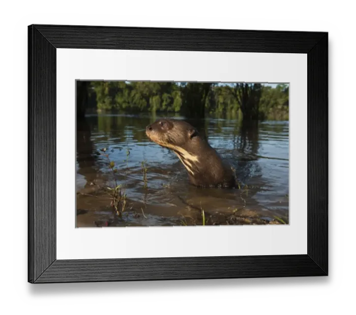 Framed Print : Giant Otter (Pteronura brasiliensis). Endangered species habituated from rehabilitation center