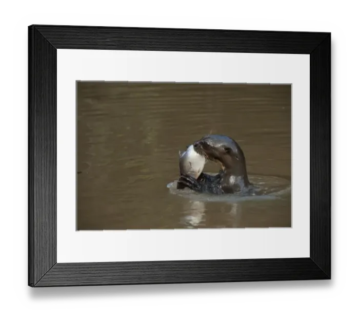 Framed Print : Giant Otter eating fish (Pteronura brasiliensis). Habituated by Karanambu Otter Trust Framed Print : Giant Otter eating fish (Pteronura brasiliensis). Habituated by Karanambu Otter Trust