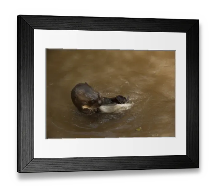 Framed Print : Giant Otter eating fish (Pteronura brasiliensis). Habituated by Karanambu Otter Trust Framed Print : Giant Otter eating fish (Pteronura brasiliensis). Habituated by Karanambu Otter Trust