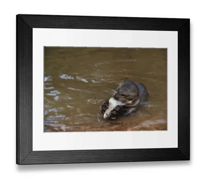 Framed Print : Giant Otter eating fish (Pteronura brasiliensis). Habituated by Karanambu Otter Trust Framed Print : Giant Otter eating fish (Pteronura brasiliensis). Habituated by Karanambu Otter Trust