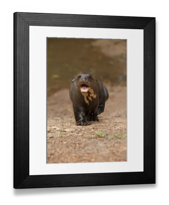 Framed Print : South America, Guyana Framed Print : South America, Guyana