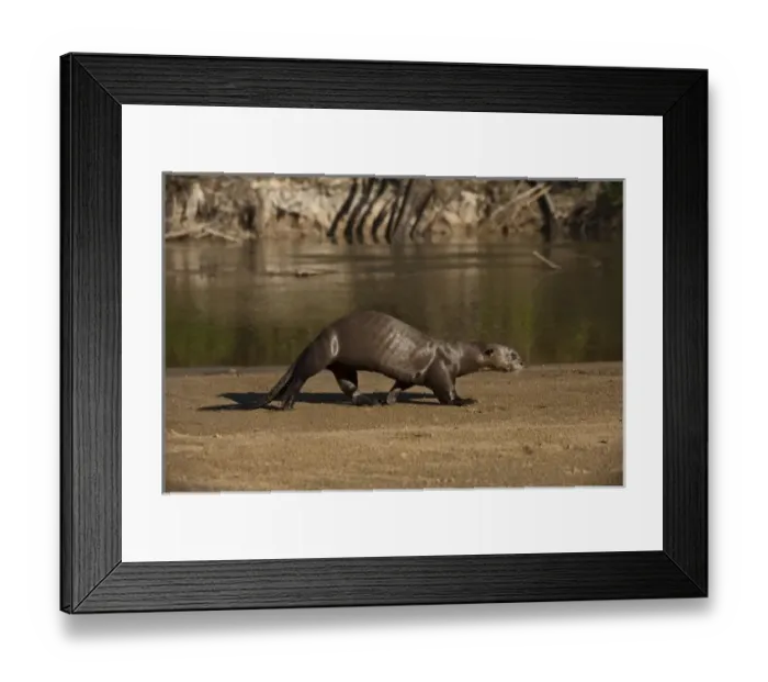 Framed Print : Giant Otter on river beach (Pteronura brasiliensis) Habituated by Karanambu Otter Trust