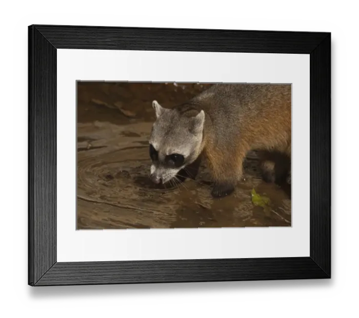 Framed Print : Habituated Crab-eating Raccoon (Procyon cancrivorus). Savannah Rupununi, Guyana including Trinidad Framed Print : Habituated Crab-eating Raccoon (Procyon cancrivorus). Savannah Rupununi, Guyana including Trinidad
