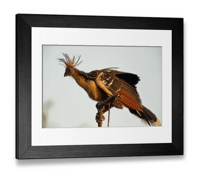 Framed Print : Hoatzin (Opisthocomus hoazin) Savannah, Rupununi, Guyana Framed Print : Hoatzin (Opisthocomus hoazin) Savannah, Rupununi, Guyana