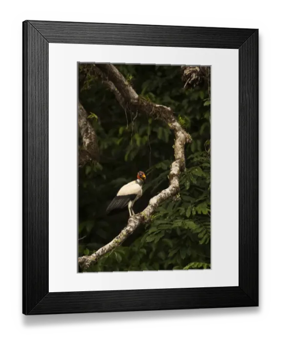 Framed Print : King Vulture (Sarcoramphus papa) Rainforest, Rewa River, Guyana Framed Print : King Vulture (Sarcoramphus papa) Rainforest, Rewa River, Guyana