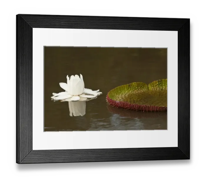 Framed Print : South America, Guyana Framed Print : South America, Guyana